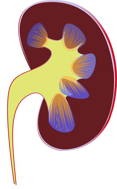 Kidney